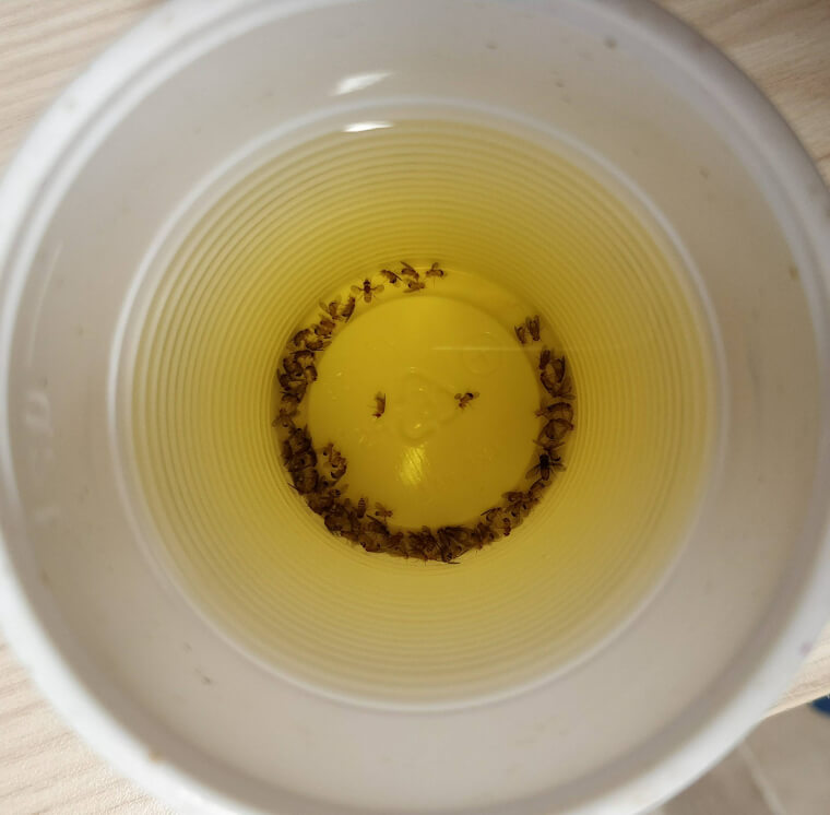 Trap Fruit Flies With Apple Cider Vinegar