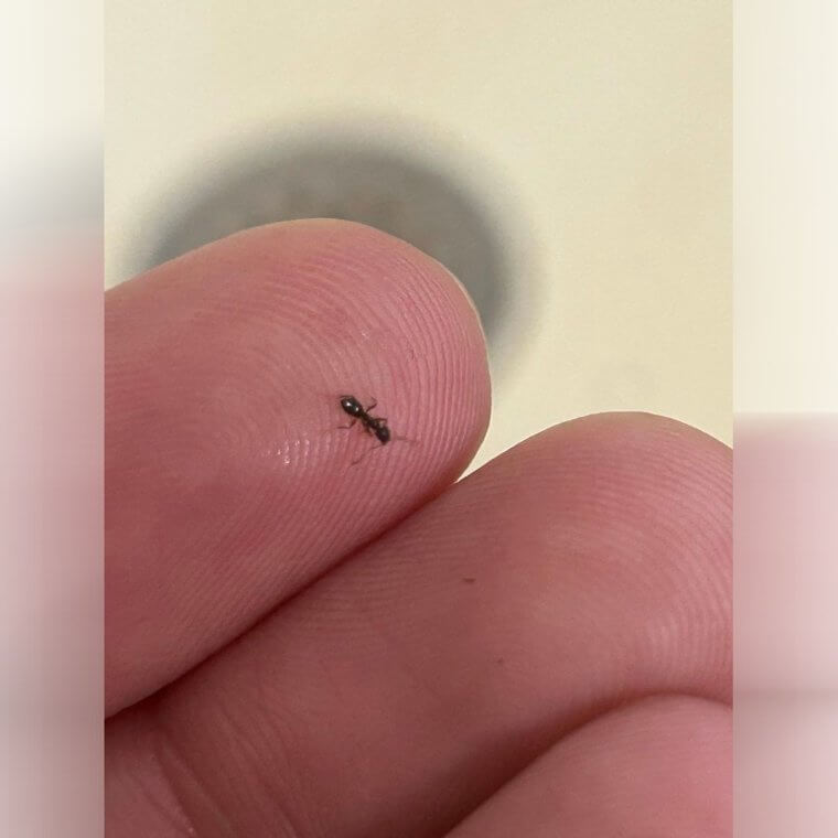 Use Vinegar To Ward Off Ants