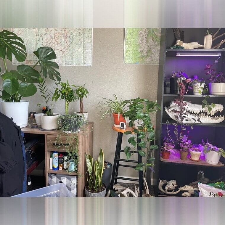 Use Vinegar To Fertilize Acid-Loving Plants