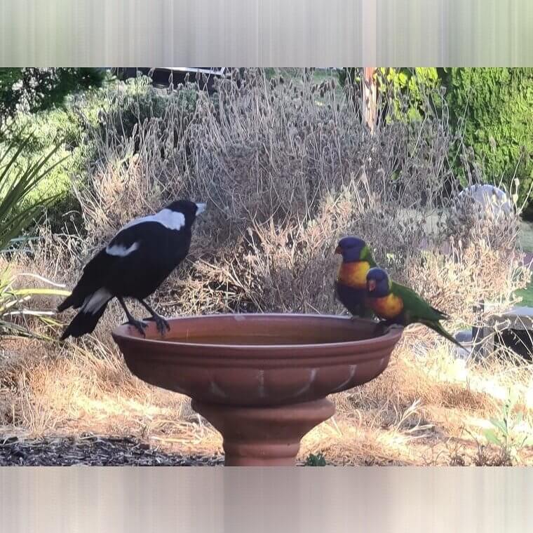 Use Vinegar To Clean Your Birdbath