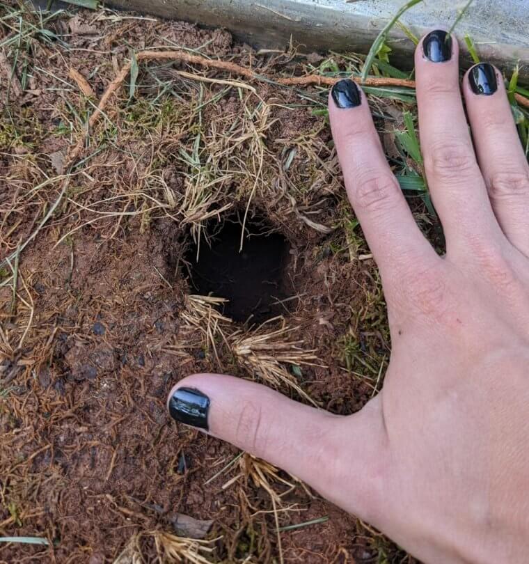 Stop Chipmunks Digging up Your Garden