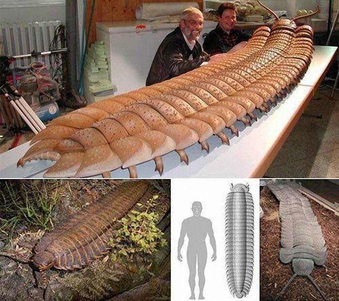 The Biggest Bug To Ever Have Lived