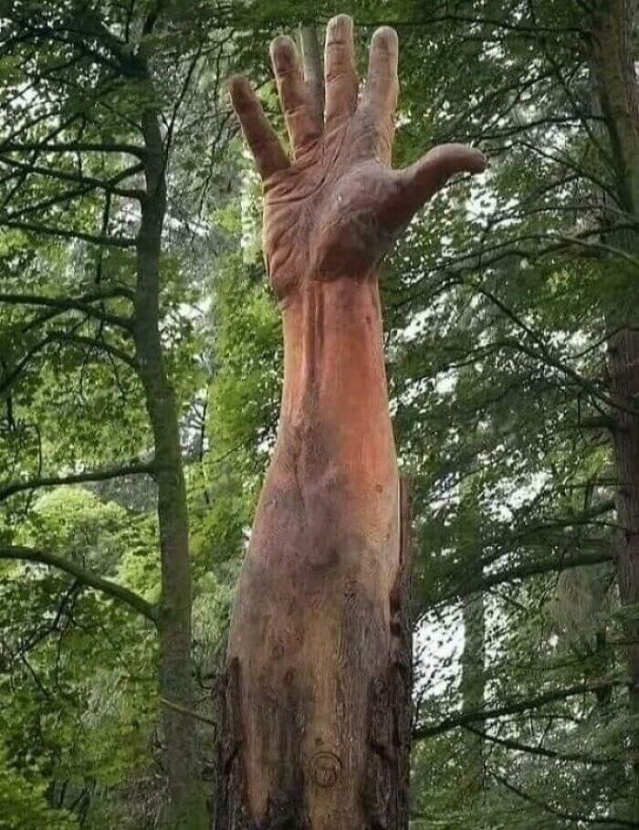 This Giant Hand in the Woods