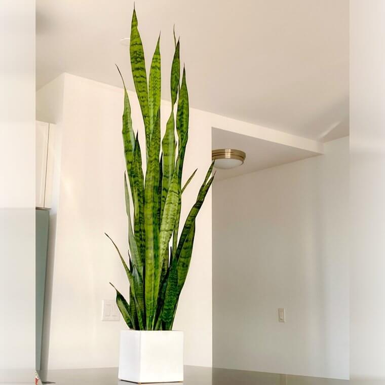 Snake Plant
