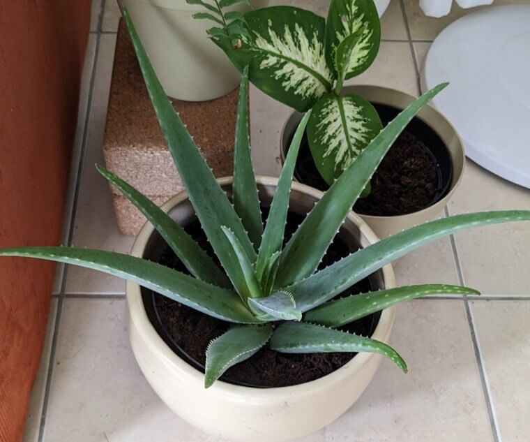 Aloe Vera