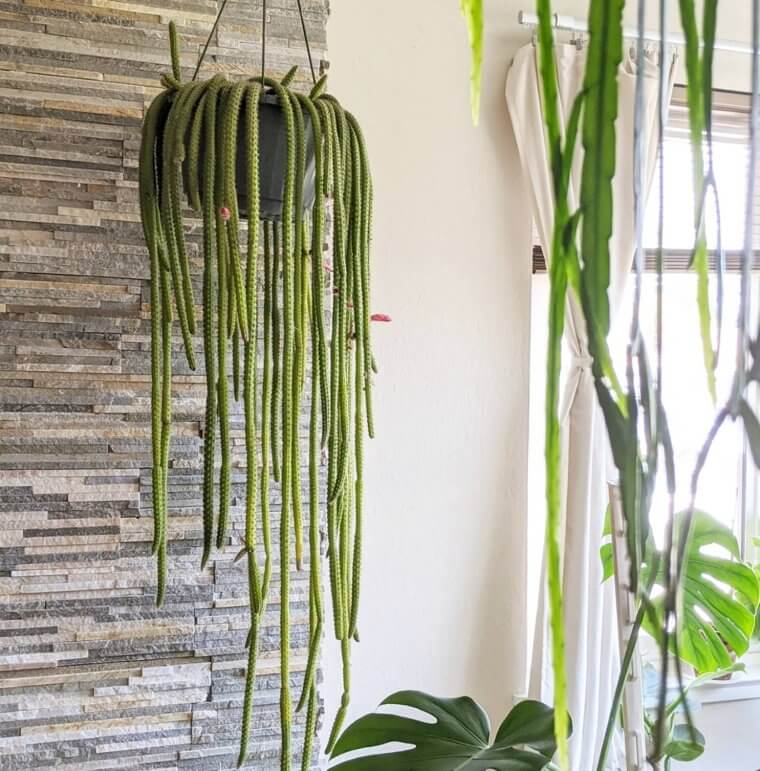 Rattail Cactus