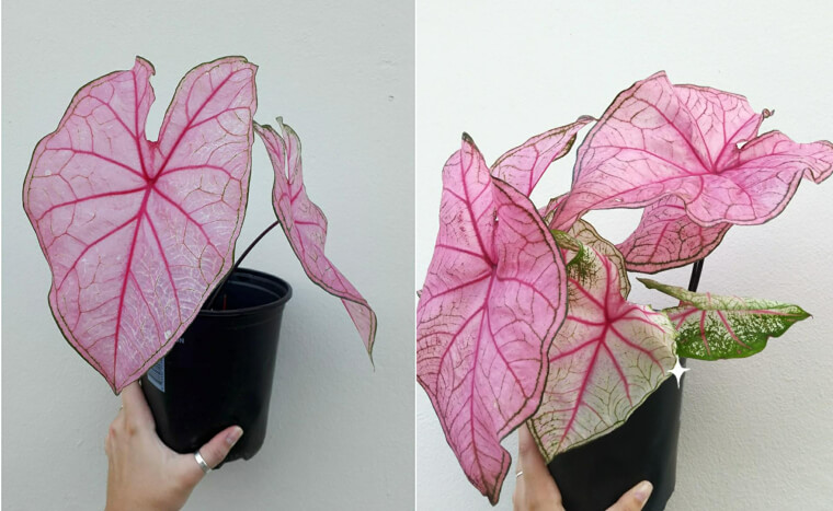 Caladium