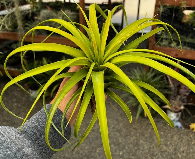 Air Plant