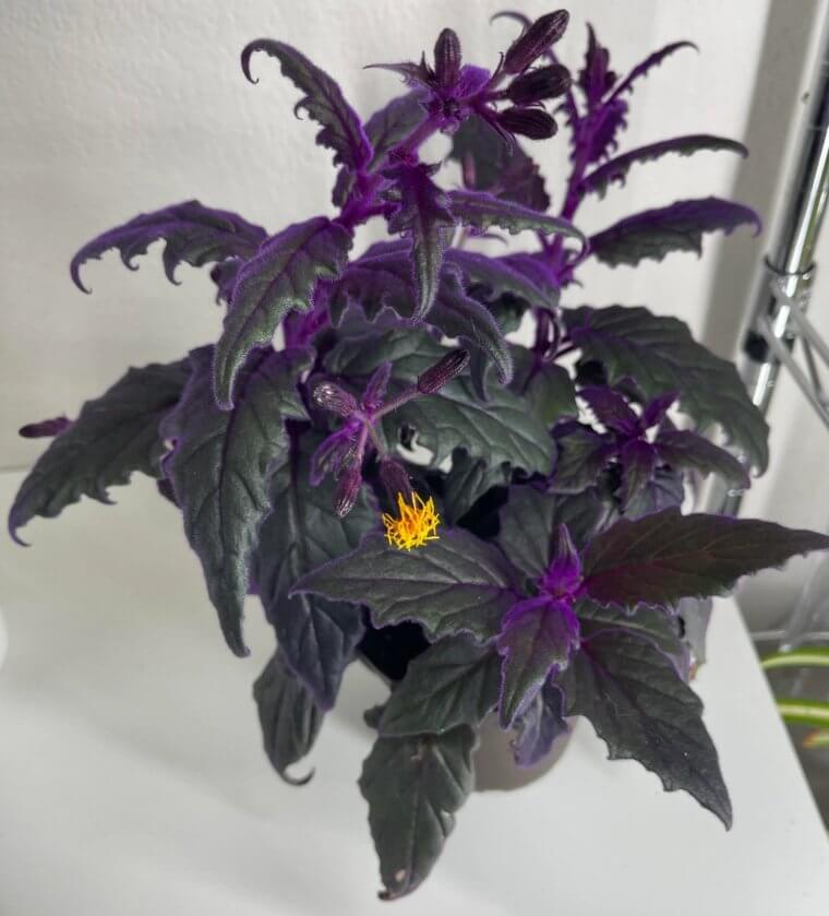Gynura Aurantiaca