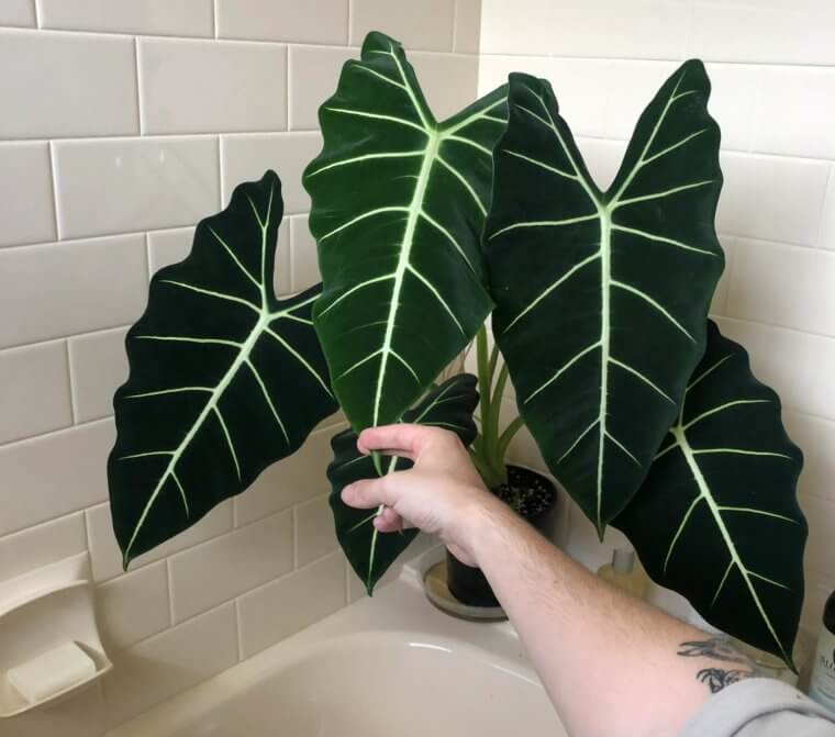 Alocasia Frydek