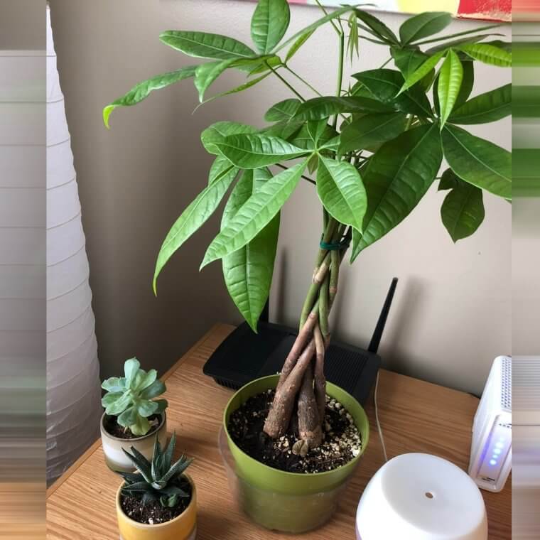 Money Tree
