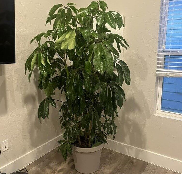 Amate Umbrella Tree