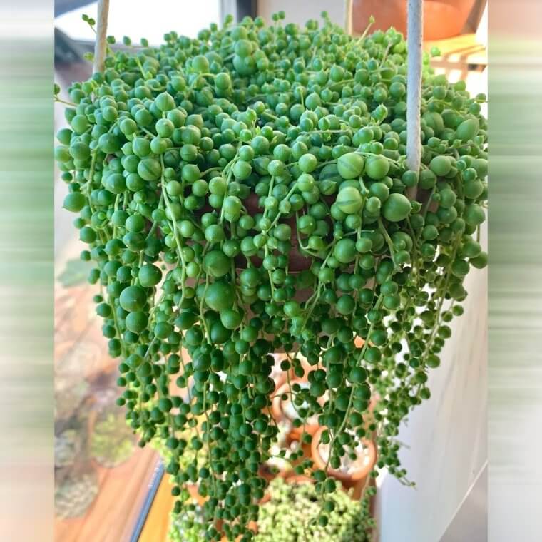 String of Pearls