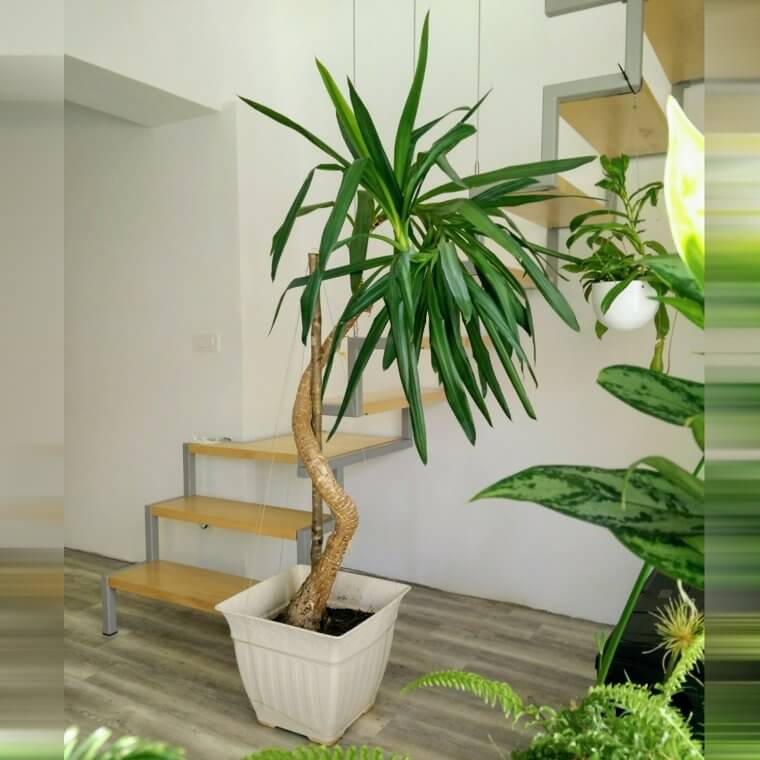 Yucca