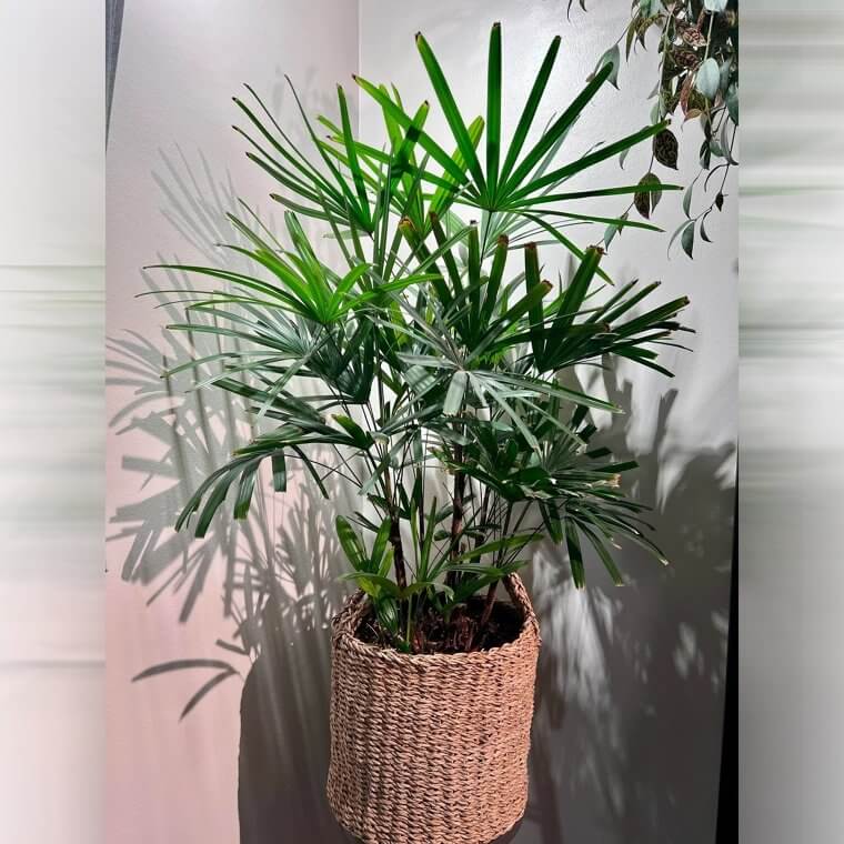 Lady Palm