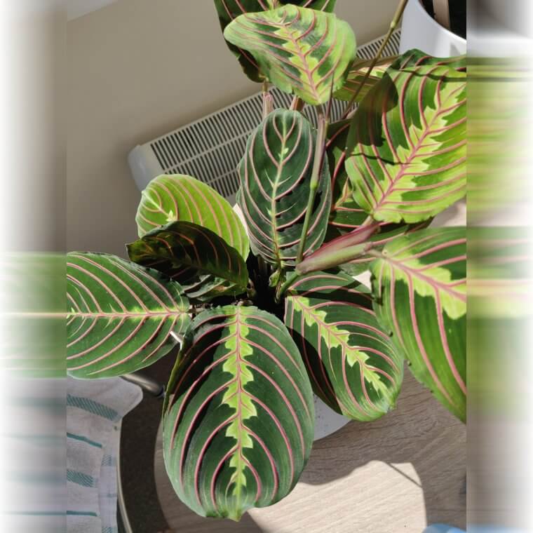 Prayer Plant