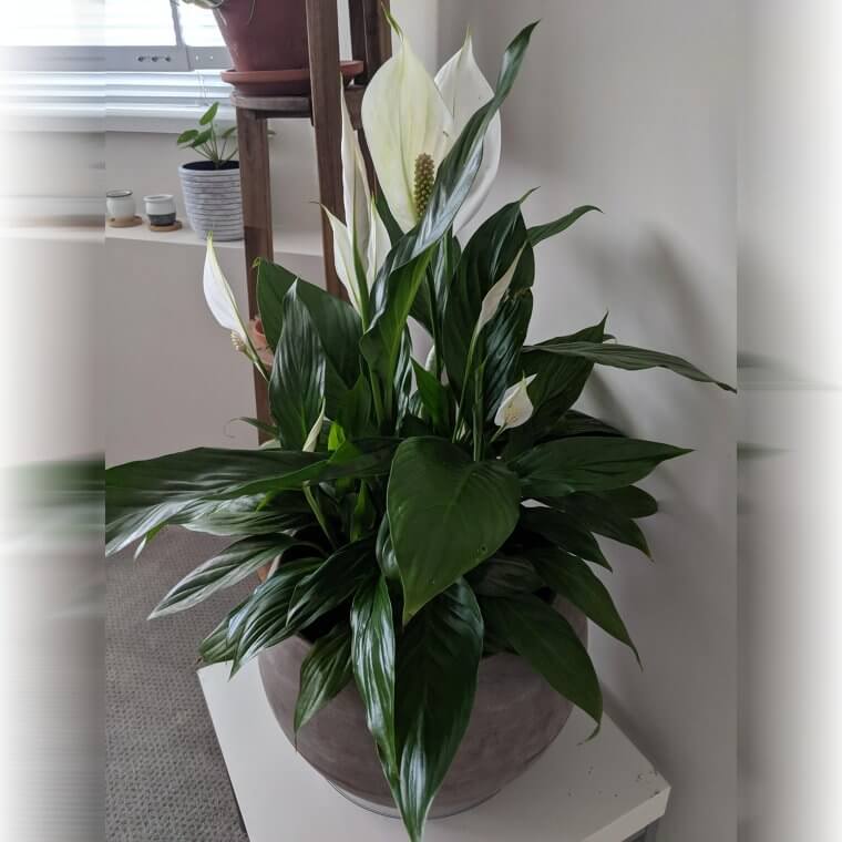 Peace Lily