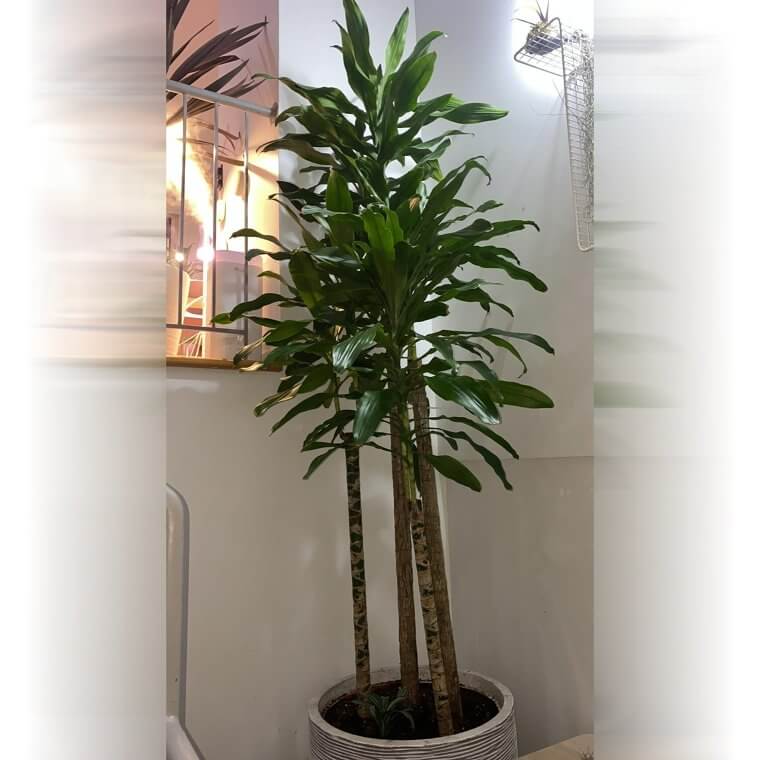 Dracaena Fragrans