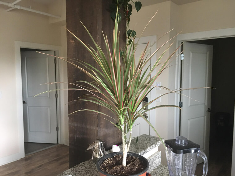 Red Edged Dragon Tree