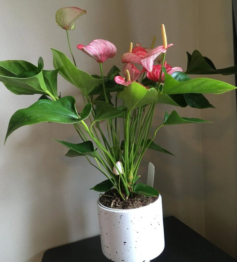 Flamingo Flower