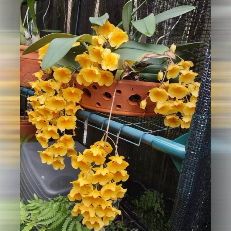 Dendrobium Lindleyi