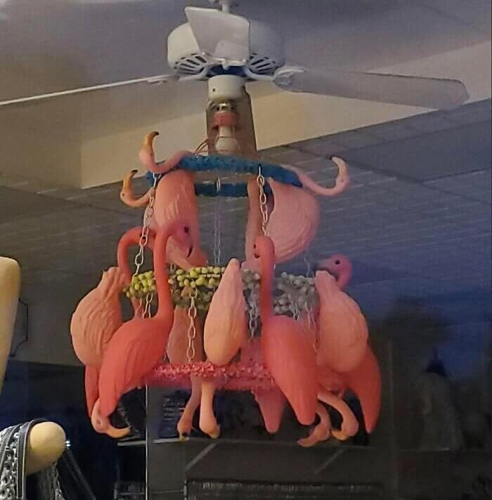 Flamingo or FlaminNO?