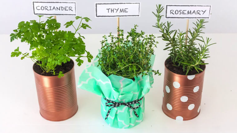 Have Your Own Indoor Herb Garden