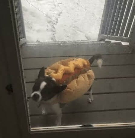 Make Sure Your Tiny Dog Can't Escape Through the Fence