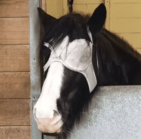 A Simple Bra Hack for the Horse Lovers