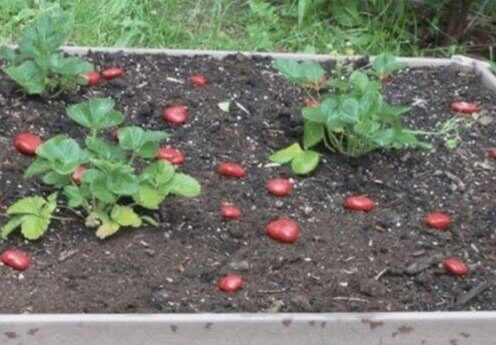 Get Rid of Birds by Putting Fake Fruits on Your Garden Crops