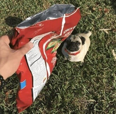 No Leash, No Problem