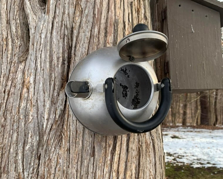 A Teapot Used as a Birdhouse