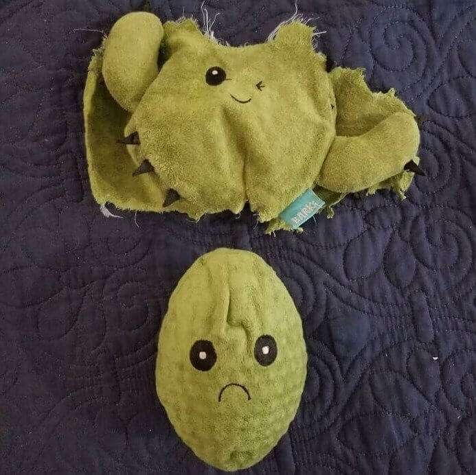 Another (sad) Cactus Awaits Dogs After They Chew Through This Toy