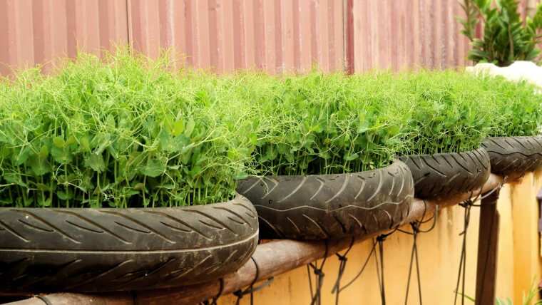 Plant an Urban Garden