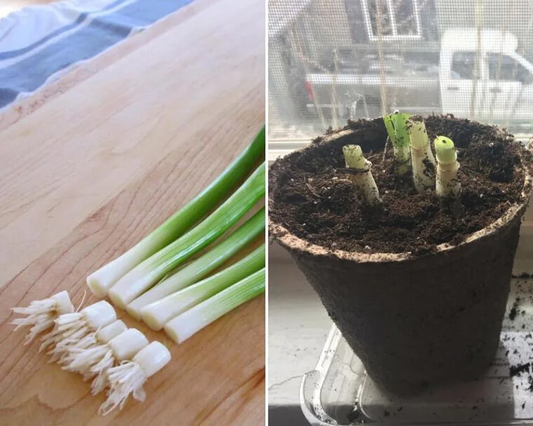 Plant You Own Scallions
