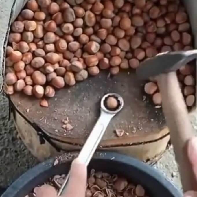 Did You Know Your Tool Box Is for Building and Also for Cracking Nuts?