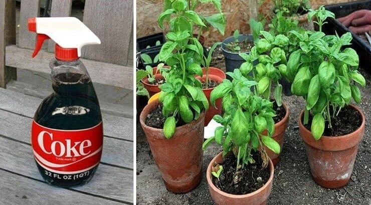 Fertilize Your Plants