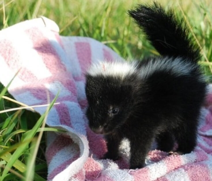 Neutralize Skunk Spray