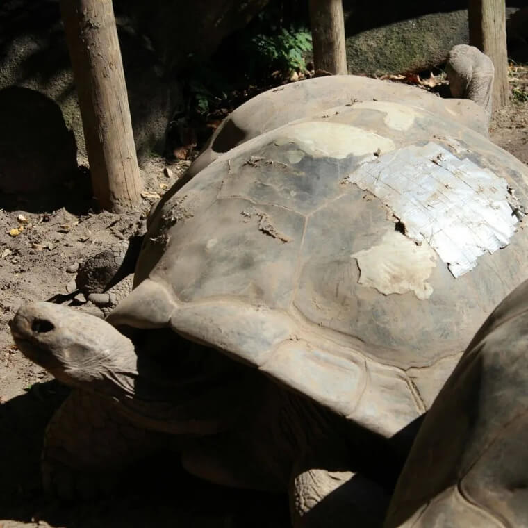 Save A Turtle