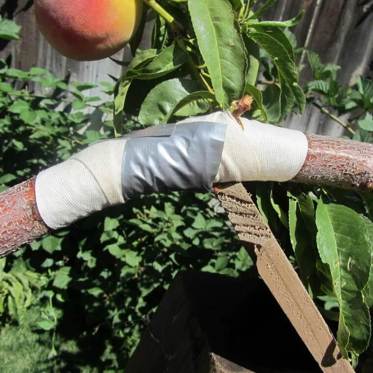 Help Your Tree Heal